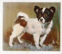 1936 Godfrey Phillips Our Puppies #12 The Papillon Front