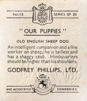 1936 Godfrey Phillips Our Puppies #13 Old English Sheep Dog Back