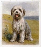 1936 Godfrey Phillips Our Puppies #13 Old English Sheep Dog Front