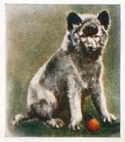 1936 Godfrey Phillips Our Puppies #14 The Keeshond Front