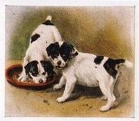 1936 Godfrey Phillips Our Puppies #16 The Smooth Fox Terrier Front