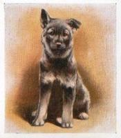 1936 Godfrey Phillips Our Puppies #17 The Elkhound Front