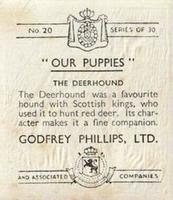 1936 Godfrey Phillips Our Puppies #20 The Deerhound Back
