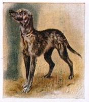 1936 Godfrey Phillips Our Puppies #20 The Deerhound Front