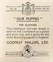 1936 Godfrey Phillips Our Puppies #21 The Alsatian Back