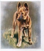 1936 Godfrey Phillips Our Puppies #21 The Alsatian Front