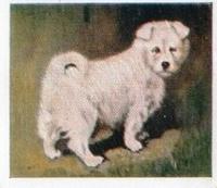 1936 Godfrey Phillips Our Puppies #22 The Samoyed Front