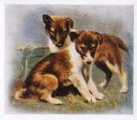 1936 Godfrey Phillips Our Puppies #23 The Collie Front