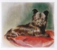 1936 Godfrey Phillips Our Puppies #26 The Skye Terrier Front