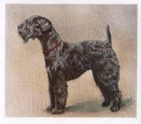 1936 Godfrey Phillips Our Puppies #27 The Kerry Blue Terrier Front