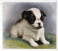 1936 Godfrey Phillips Our Puppies #29 The Japanese Spaniel Front