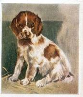 1936 Godfrey Phillips Our Puppies #30 The Welsh Springer Spaniel Front
