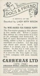 1936 Carreras Dogs & Friend #2 Wire-Haired Fox Terrier Back
