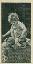 1936 Carreras Dogs & Friend #13 Bulldog Front