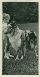 1936 Carreras Dogs & Friend #28 Collie Front