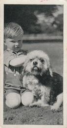 1936 Carreras Dogs & Friend #37 Dandie Dinmont Front