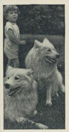 1936 Carreras Dogs & Friend #41 Samoyed Front