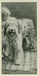 1936 Carreras Dogs & Friend #44 Old English Sheepdog Front