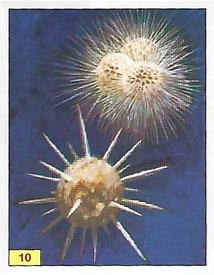 1992 Panini Prehistoric Animals Stickers #10 Radiolarians Front