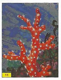 1992 Panini Prehistoric Animals Stickers #11 Coral Front
