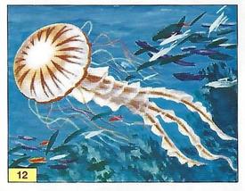 1992 Panini Prehistoric Animals Stickers #12 Jellyfish Front