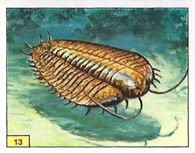 1992 Panini Prehistoric Animals Stickers #13 Trilobite Front