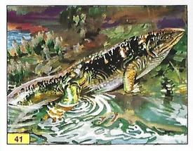 1992 Panini Prehistoric Animals Stickers #41 Ichthyostega Front