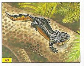 1992 Panini Prehistoric Animals Stickers #43 Urochorda Front