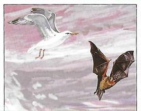 1992 Panini Prehistoric Animals Stickers #63 The wish to fly Front