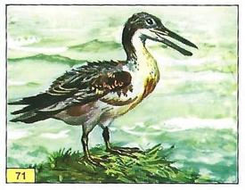 1992 Panini Prehistoric Animals Stickers #71 Ichthyornis Front