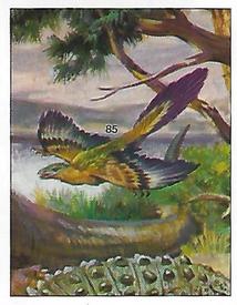 1992 Panini Prehistoric Animals Stickers #85 Archaeopteryx Front
