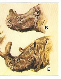 1992 Panini Prehistoric Animals Stickers #119 A comparison of heads Front