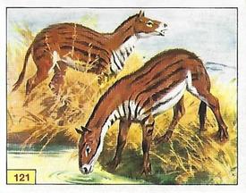 1992 Panini Prehistoric Animals Stickers #121 Eohippus Front