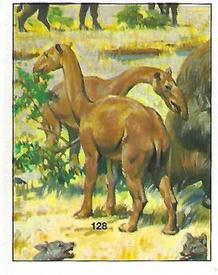 1992 Panini Prehistoric Animals Stickers #128 Macrauchenia Front