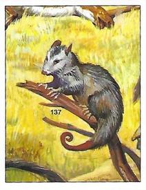 1992 Panini Prehistoric Animals Stickers #137 Opossum Front