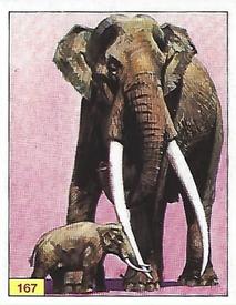 1992 Panini Prehistoric Animals Stickers #167 Falconeri’s Elephant Front