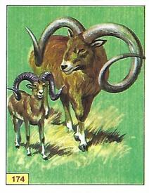 1992 Panini Prehistoric Animals Stickers #174 Pelorovis Front