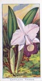 1925 Carreras Orchids (Small) #1 Cattleya Triane Front