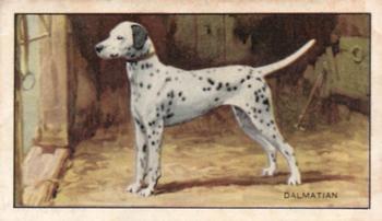 1936 Gallaher Dogs Series 1 #1 Dalmatian Front