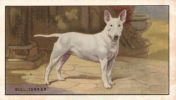1936 Gallaher Dogs Series 1 #4 Bull Terrier Front