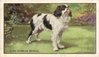 1936 Gallaher Dogs Series 1 #5 The King Charles Spaniel Front