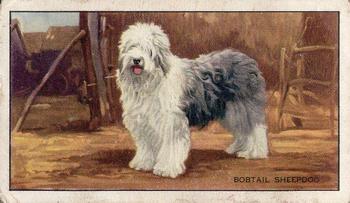 1936 Gallaher Dogs Series 1 #6 Old English Sheepdog Front