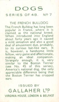 1936 Gallaher Dogs Series 1 #7 The French Bulldog Back