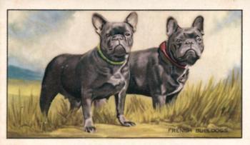 1936 Gallaher Dogs Series 1 #7 The French Bulldog Front