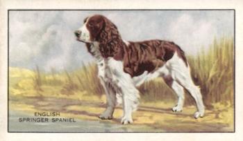 1936 Gallaher Dogs Series 1 #8 English Springer Spaniel Front