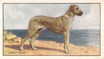 1936 Gallaher Dogs Series 1 #11 Great Dane Front