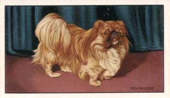 1936 Gallaher Dogs Series 1 #13 Pekingese Front