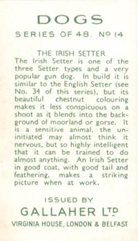 1936 Gallaher Dogs Series 1 #14 The Irish Setter Back