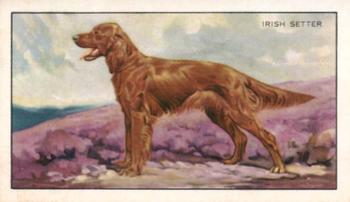 1936 Gallaher Dogs Series 1 #14 The Irish Setter Front