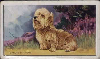 1936 Gallaher Dogs Series 1 #15 The Dandie Dinmont Terrier Front